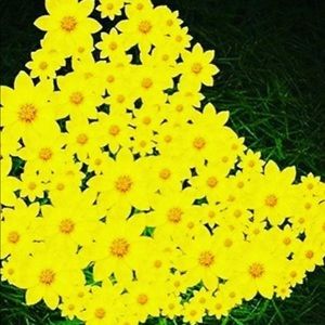 Meet your Posher, Biruk